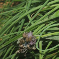 Allium schoenoprasum L.